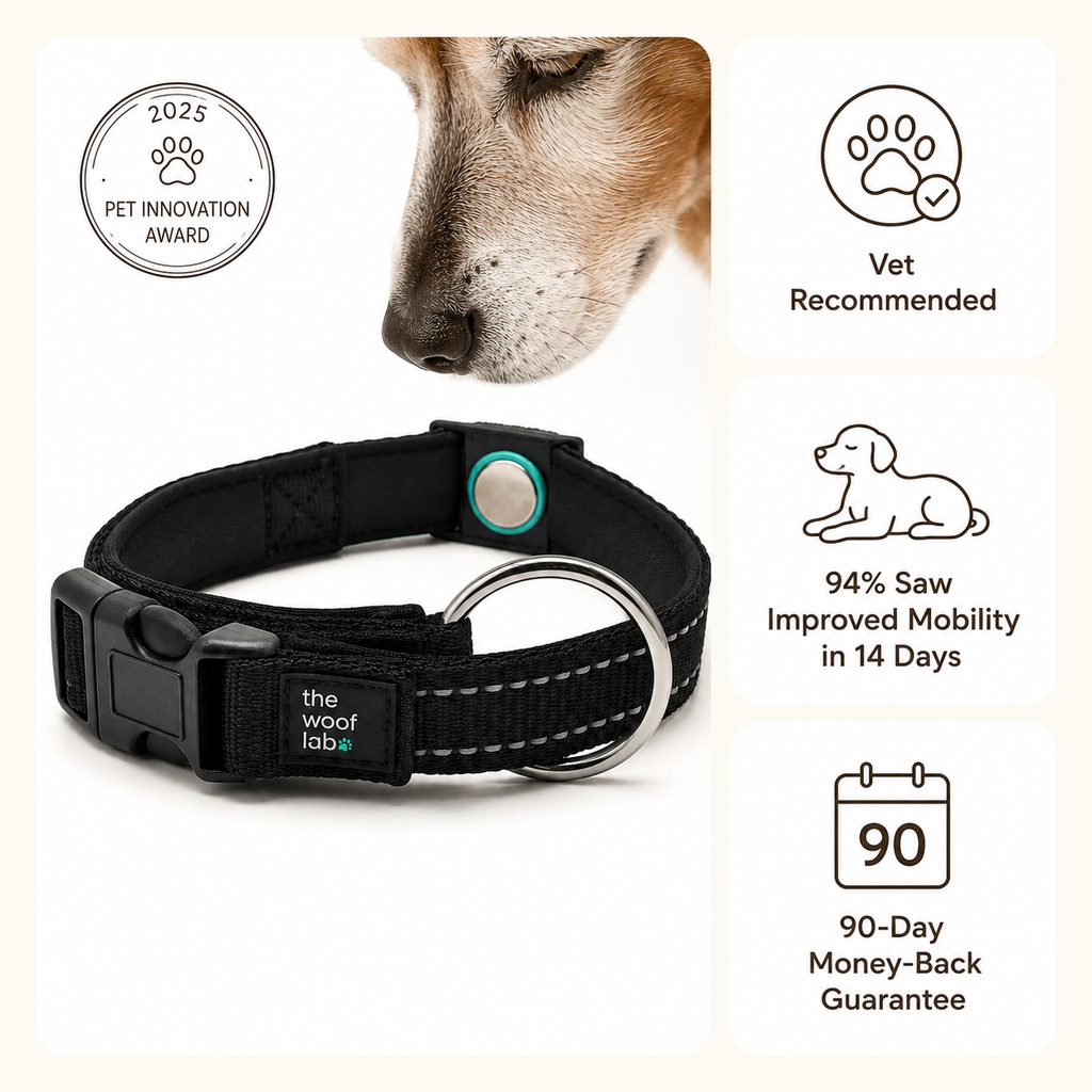 Magnetic Dog Collar