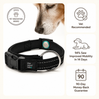 Magnetic Dog Collar