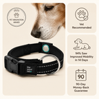 Magnetic Dog Collar