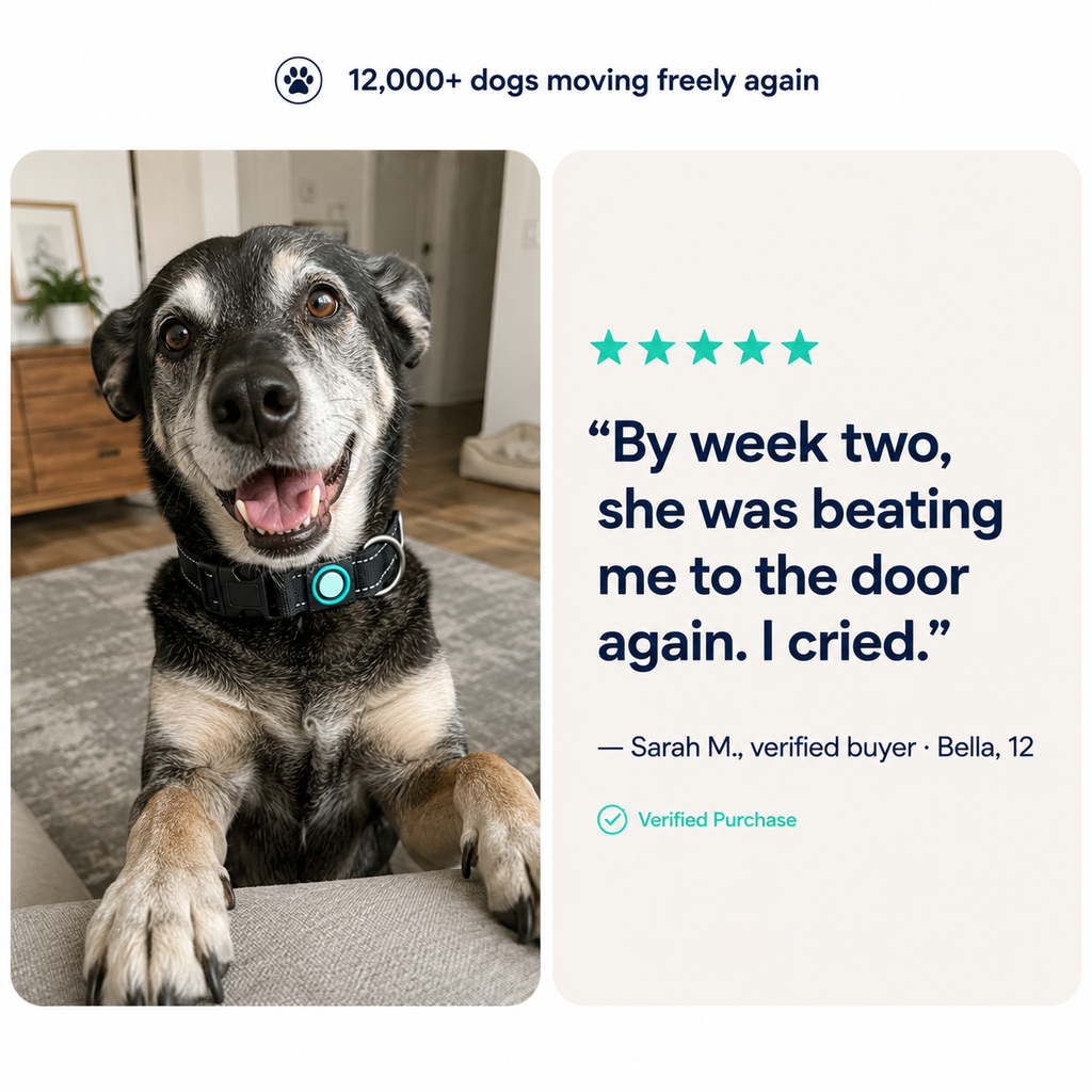 Magnetic Dog Collar