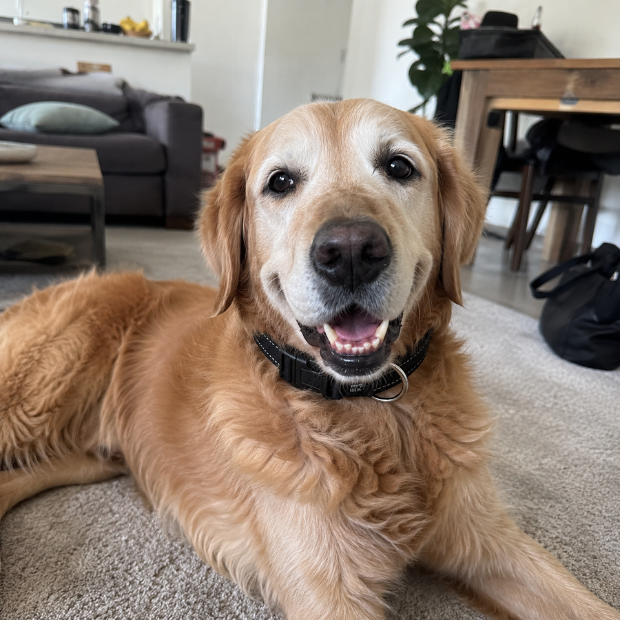 Bella, 12