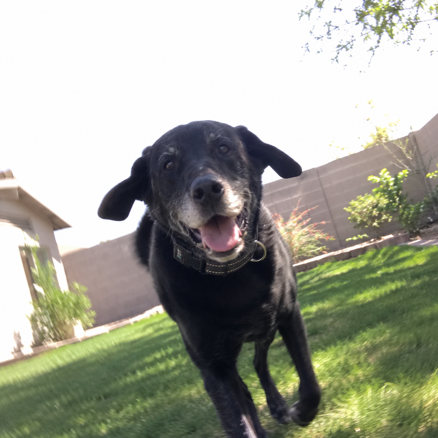 Cooper, 10