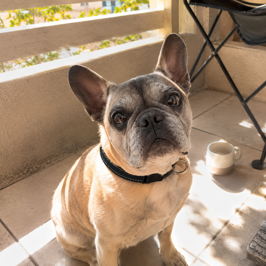 Milo, 9